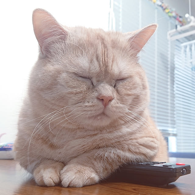 konatsuさんの実例写真