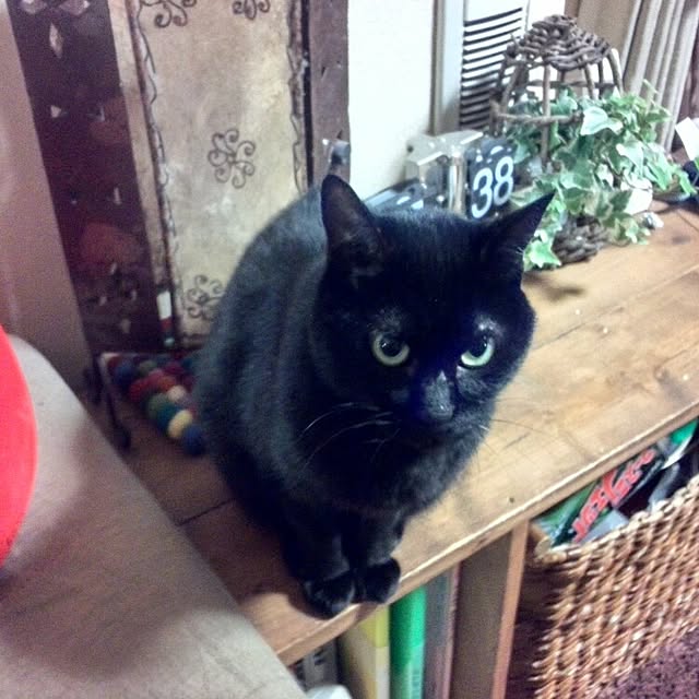 ayuさんの実例写真