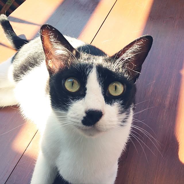 Miechamさんの実例写真