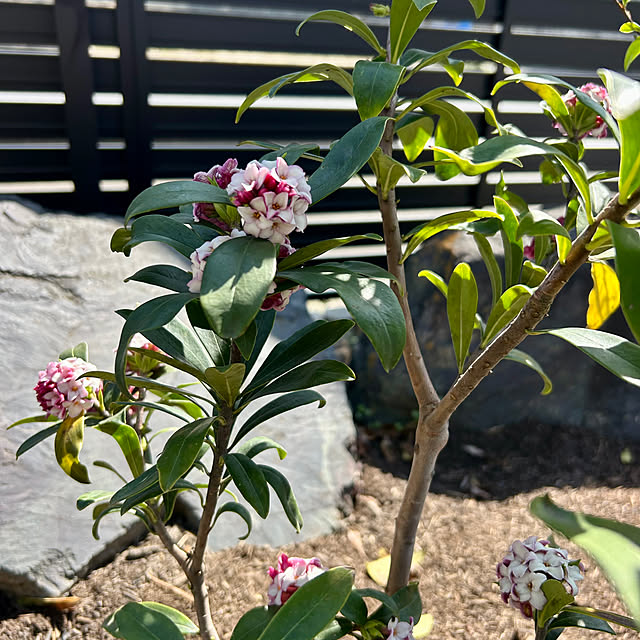 koha_hahahaさんの実例写真