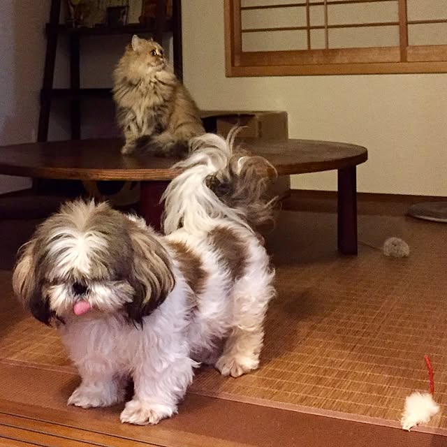 butachanさんの実例写真