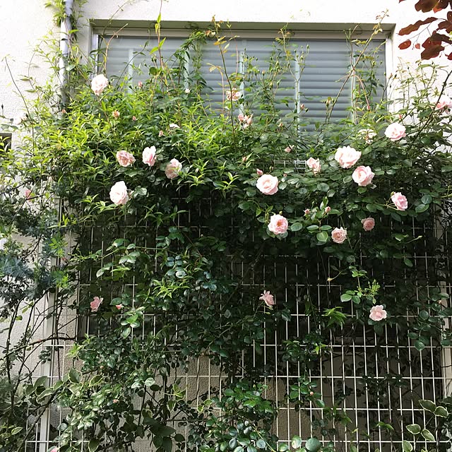 mamaintokyoさんの実例写真