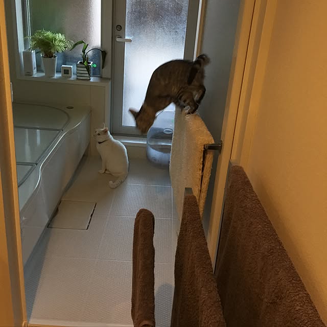 canal108yyさんの実例写真
