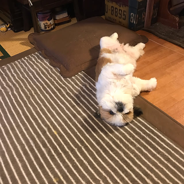 Miyokoさんの実例写真