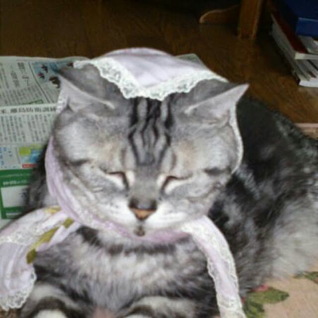 showさんの実例写真
