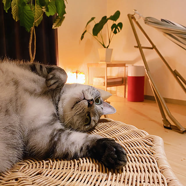 ineko_kさんの実例写真