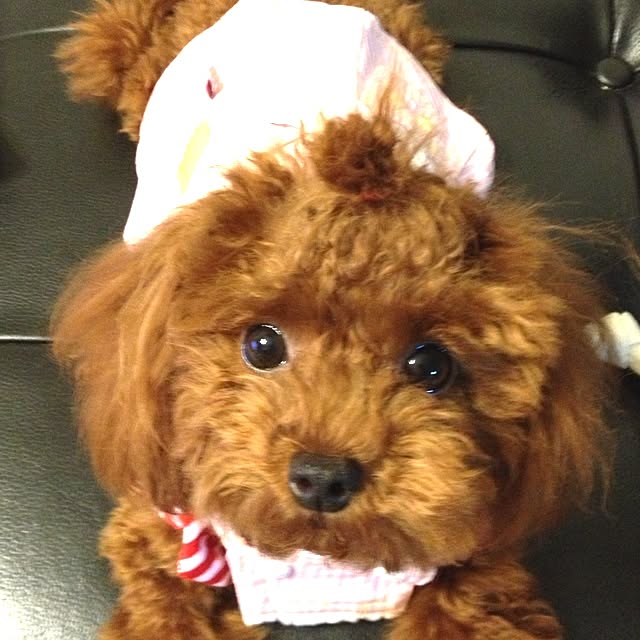 cocoさんの実例写真