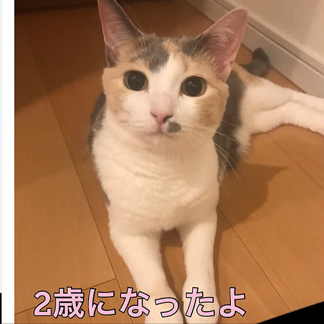 部屋全体/インテリアじゃなくてすみません/ねこばかりすみませんm(._.)m/ごぶさたしてます/なごみのインテリア実例 - 2018-05-24 23:57:05