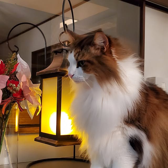 muku+maroさんの部屋