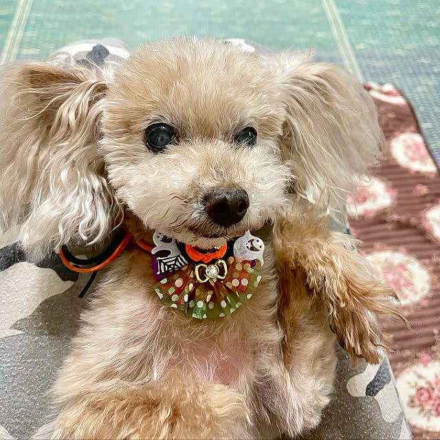 RUFFYさんの実例写真