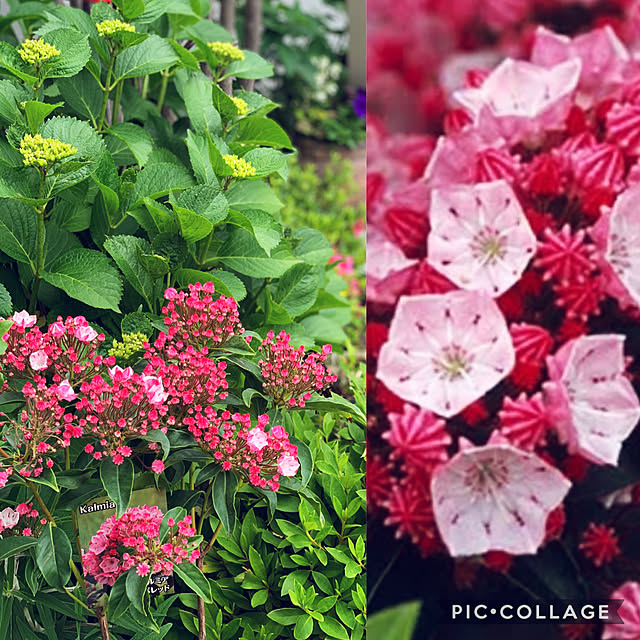 カルミア(ツツジ科)/蕾いっぱいの紫陽花/ガーデニング♡/趣味/植物のある暮らし...などのインテリア実例 - 2021-05-12 13:13:23