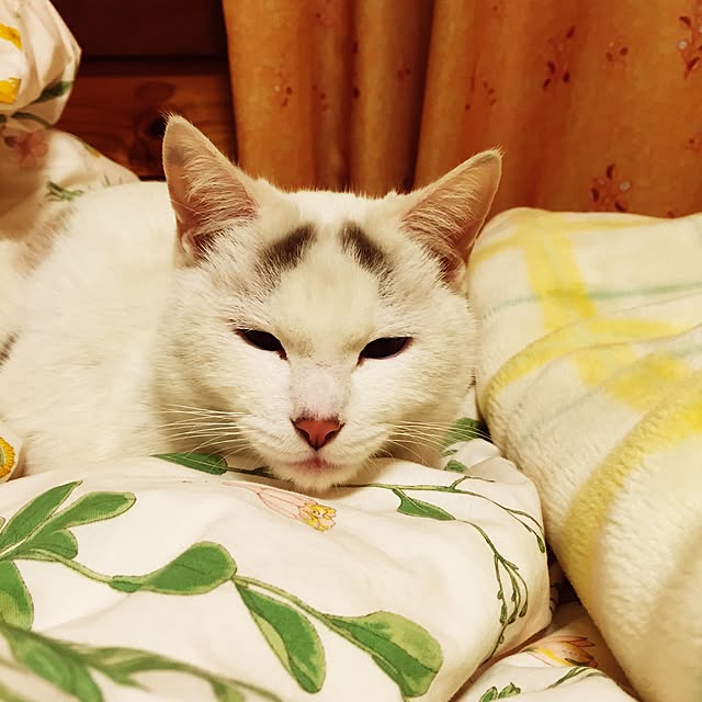 Akaneさんの実例写真