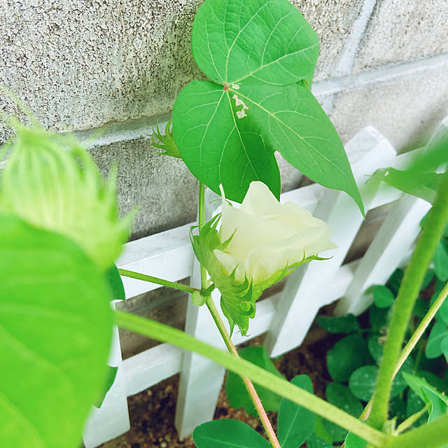 記録用なのでコメントお気遣いなく♡/男の子2人/RCの出会いに感謝♡/無言いいね＆フォローすいません(〃ω〃)/いいね！ありがとうございます◡̈♥︎...などのインテリア実例 - 2020-08-09 17:13:07