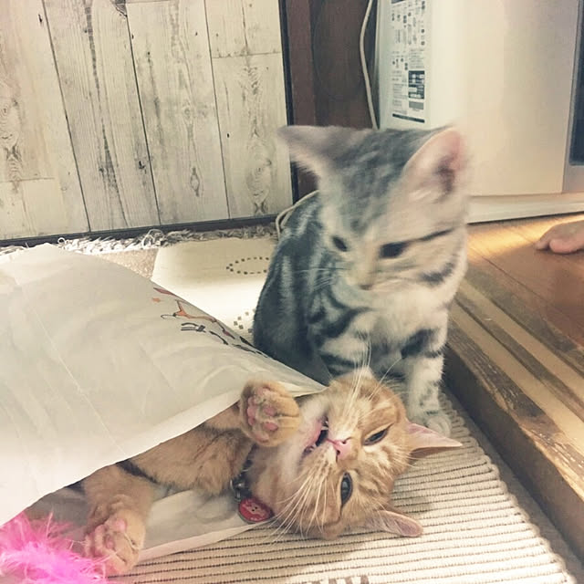 fruityanさんの実例写真
