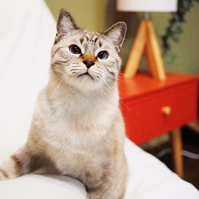 ineko_kさんの実例写真