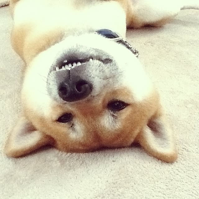 kotaさんの実例写真