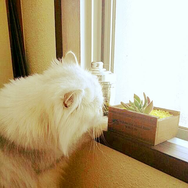 hiroko5410さんの実例写真