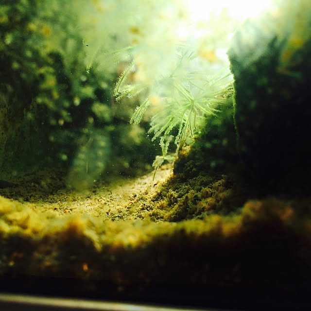 tsr_mtmさんの実例写真