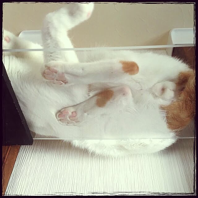 Mayuさんの実例写真