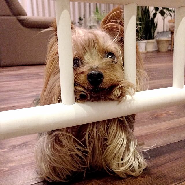 cheeさんの実例写真