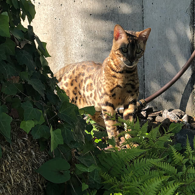 kabu10さんの実例写真