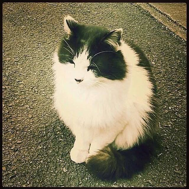 omayuさんの実例写真