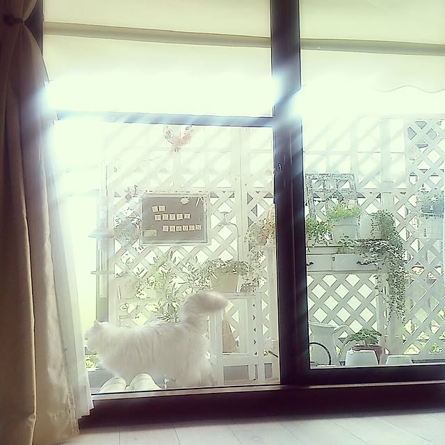marikoさんの実例写真