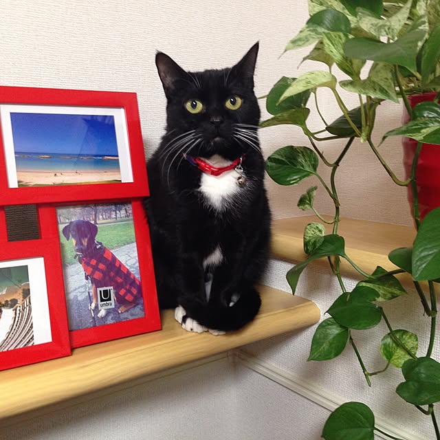 Hecacoさんの実例写真