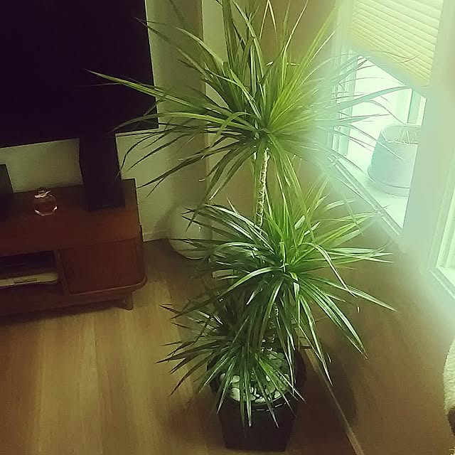 sunnyさんの実例写真