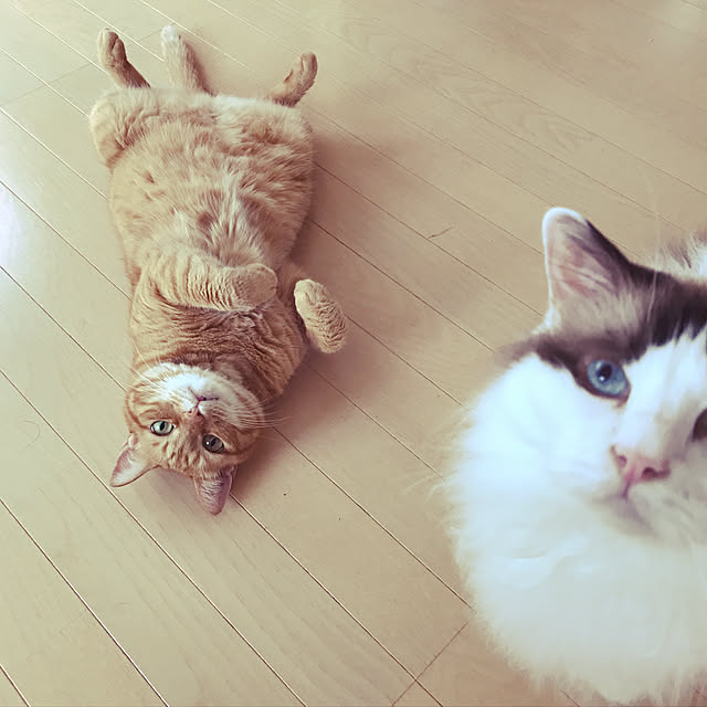 catさんの実例写真