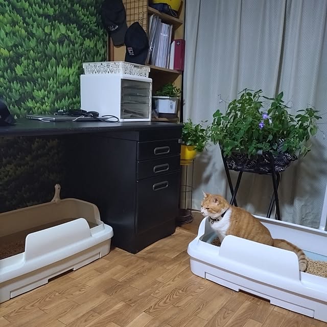 NOAHさんの部屋