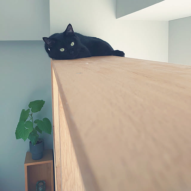 Blackcatさんの実例写真