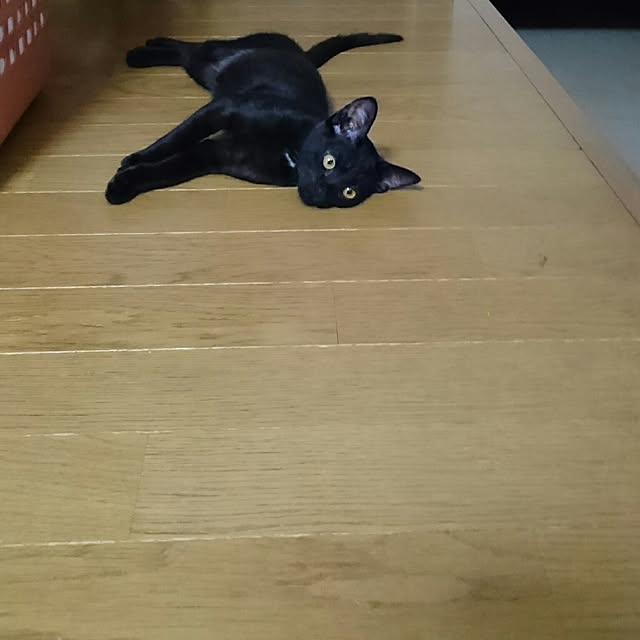 shiiiさんの実例写真