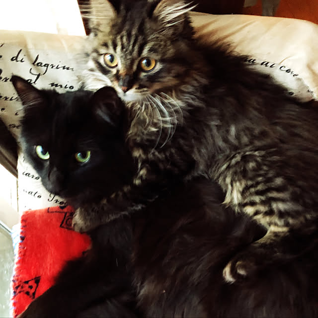 chocolatさんの実例写真