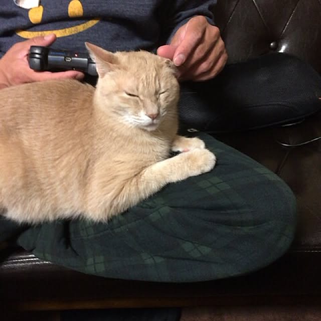 mikan161さんの実例写真