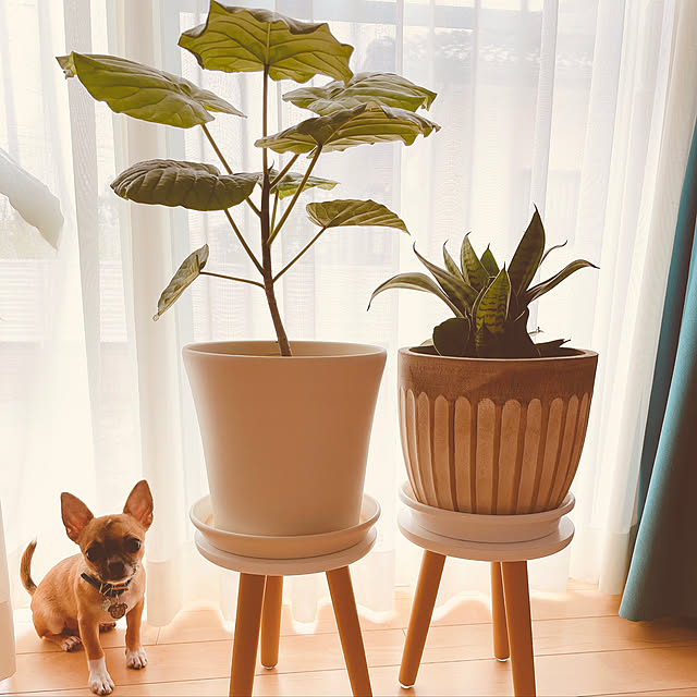 Takaの-フラワースタンド 花台 丸 スツール 2個セット おしゃれ ガーデニング 木製 スツール型 かわいい 植物台 置き台 観葉植物 鉢植え 室内 屋内 組立式 小型 椅子 プランタースタンド 北欧 サイドテーブル 2個セット カラー選択可の家具・インテリア写真