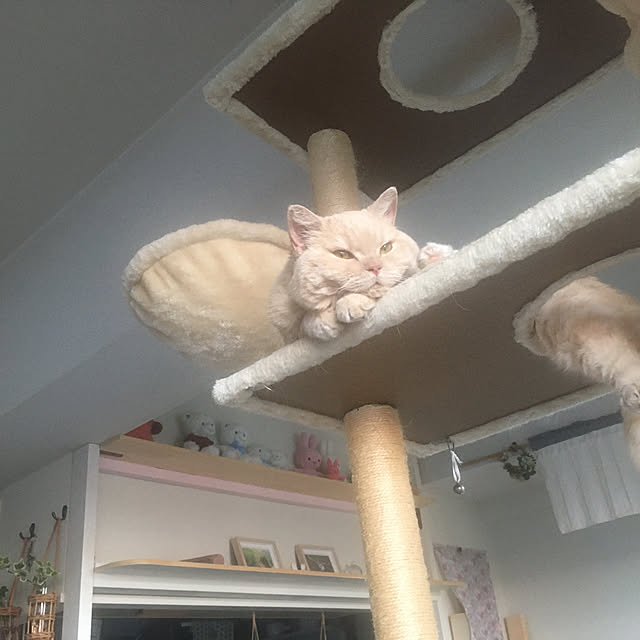 naokoさんの実例写真