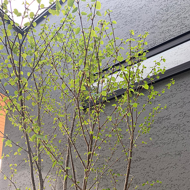 h_home.hさんの実例写真