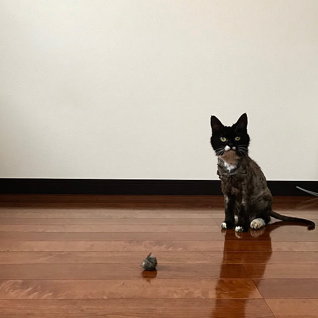 butachanさんの実例写真