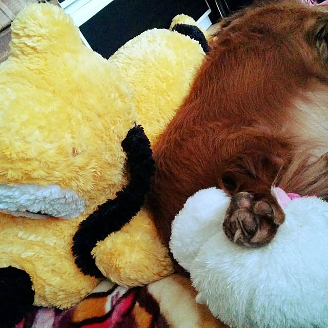 satoさんの実例写真