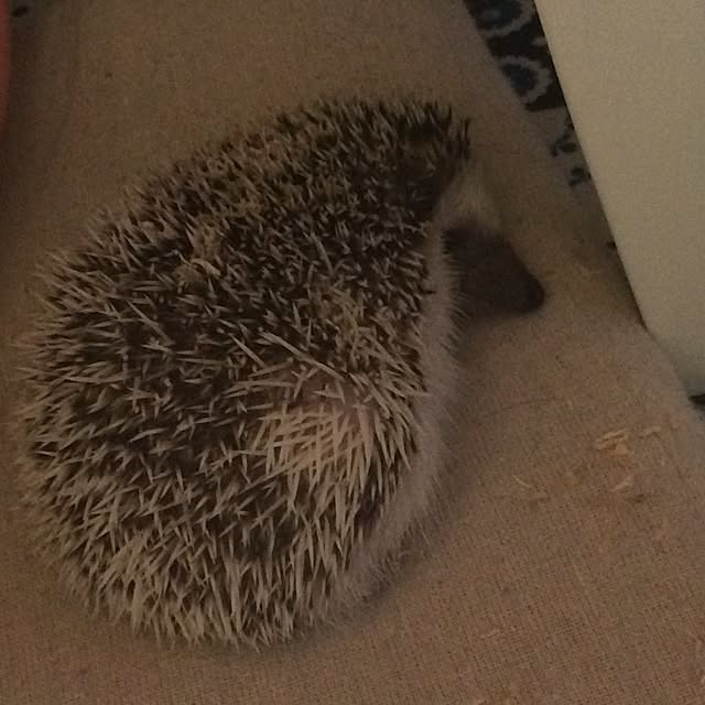NaoMさんの実例写真