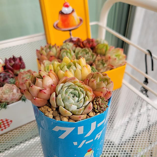 おしゃれな鉢に大変身！おうちにある空き缶でリメ缶をつくって