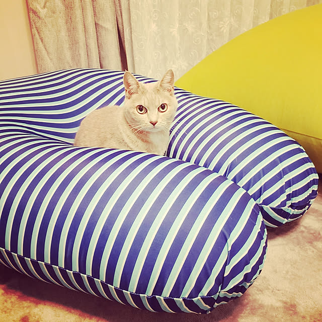 nellyさんの実例写真