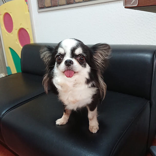 sueponさんの実例写真