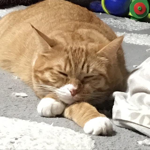 CATさんの実例写真