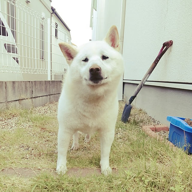 yukinkoさんの実例写真