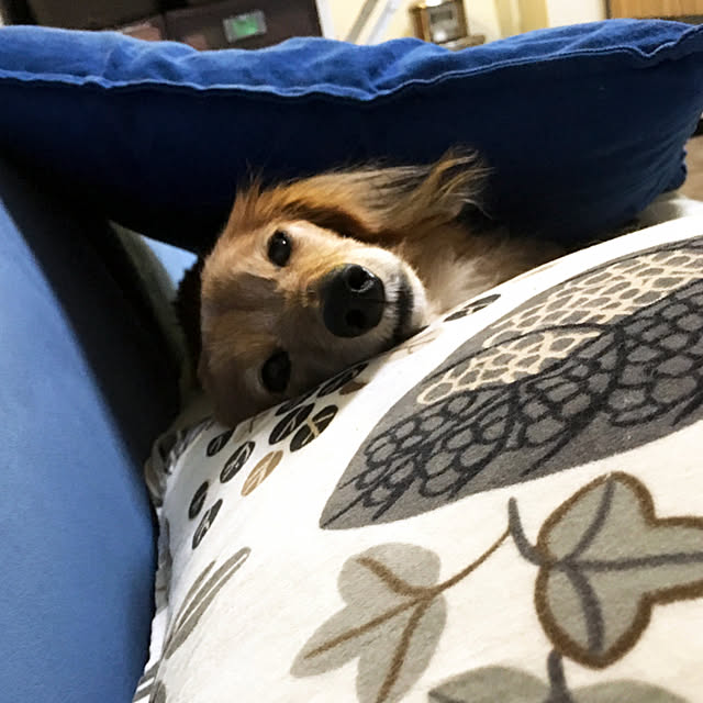 asako_geekさんの実例写真