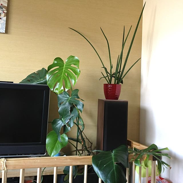 kentaro0321さんの実例写真
