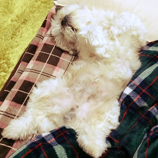 lenkaさんの実例写真