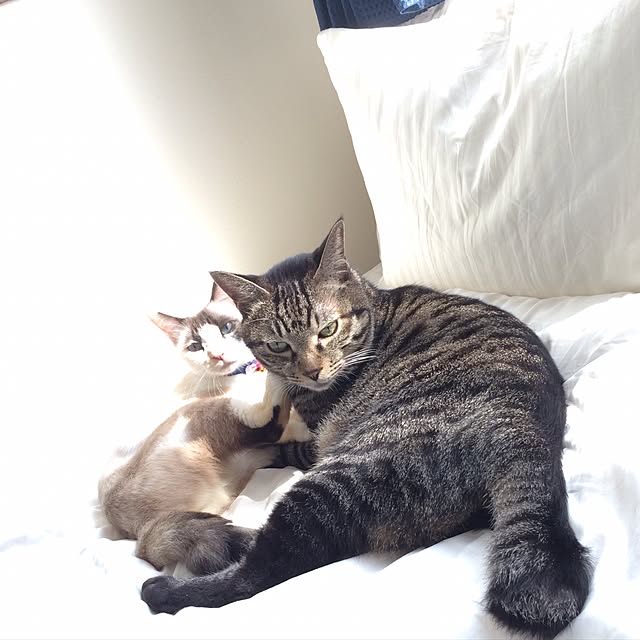 pippiさんの実例写真